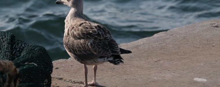 aiper seagull se manual