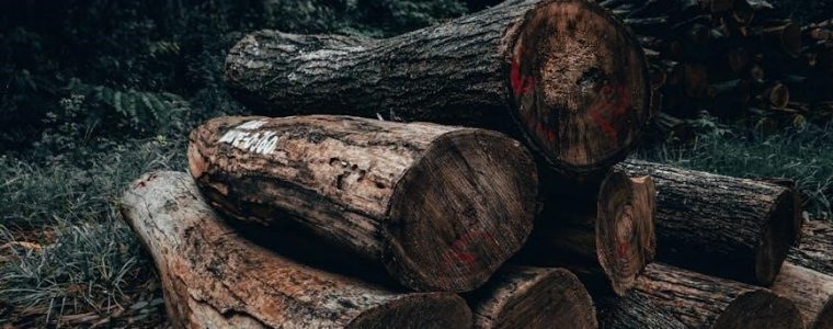 identification guide tree bark firewood identification pictures